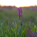 NATURE: FLORE ET FAUNE